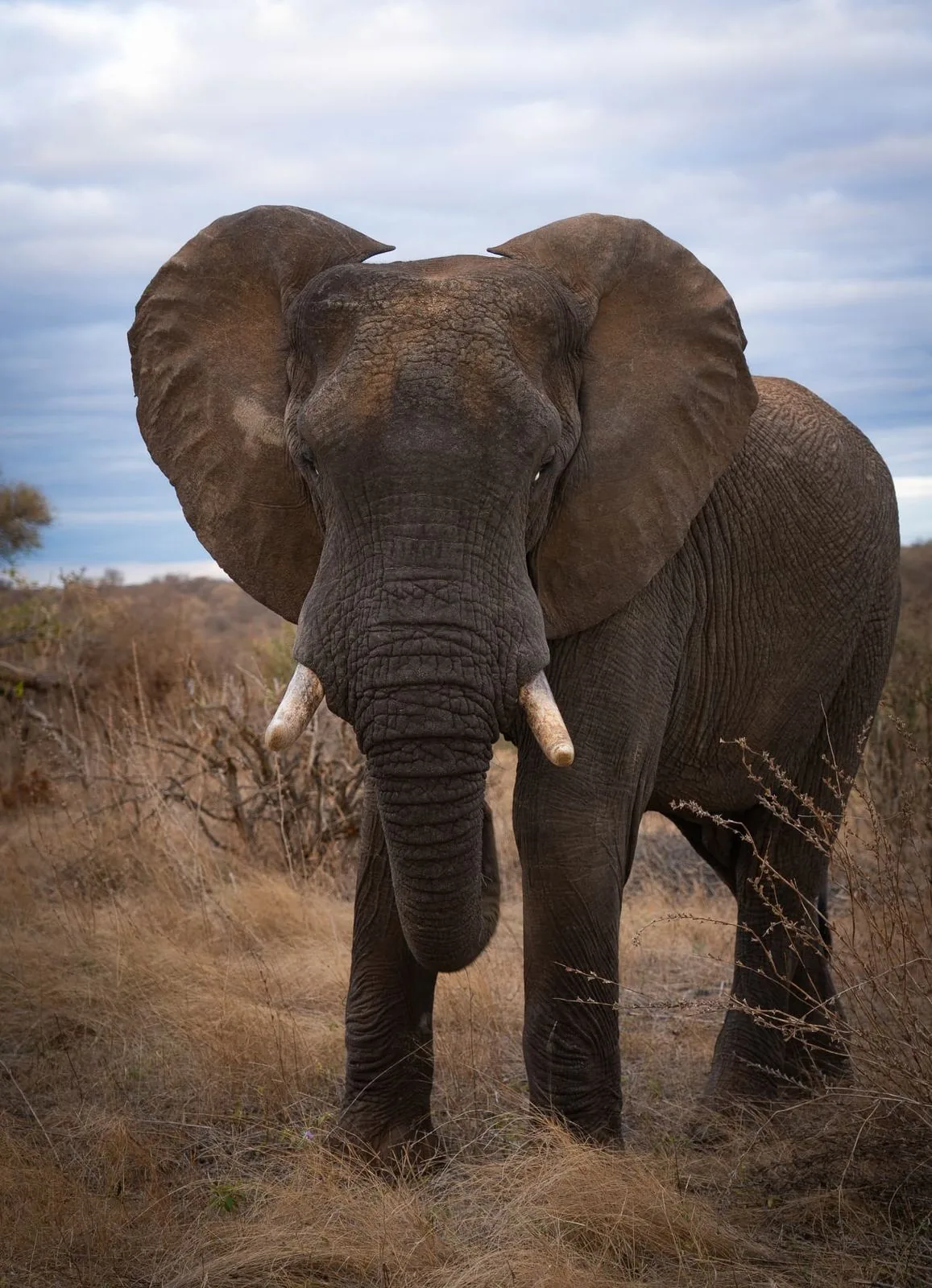 Éléphant d'Afrique dans la savane